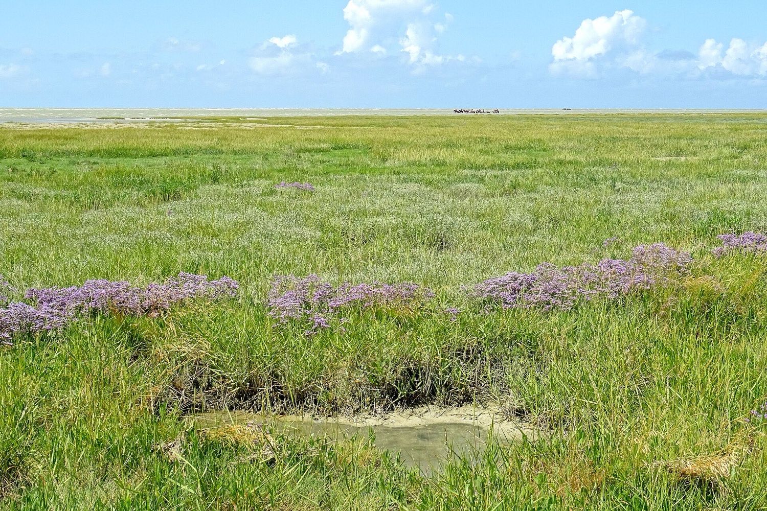 Prés salés et lilas de mer au nord du Crotoy