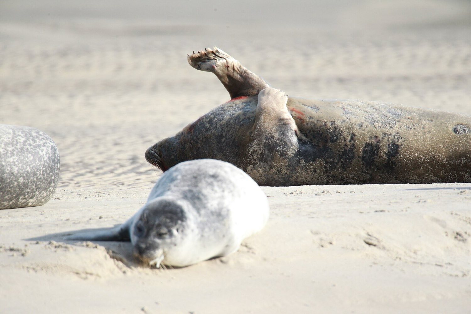 Jeune phoque sur le sable